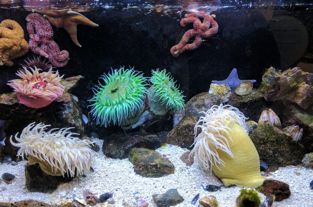 best_corals_for_beginners