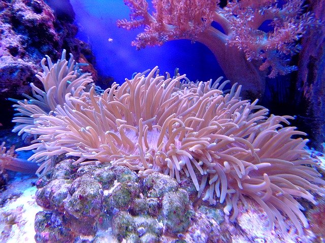 best corals for beginners