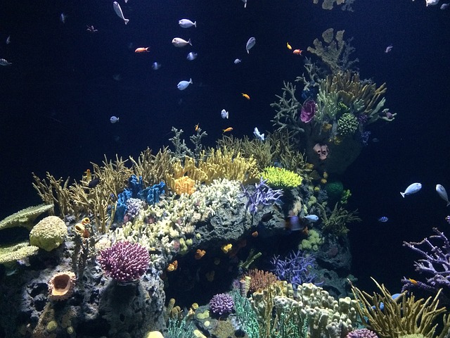 aquarium live rock