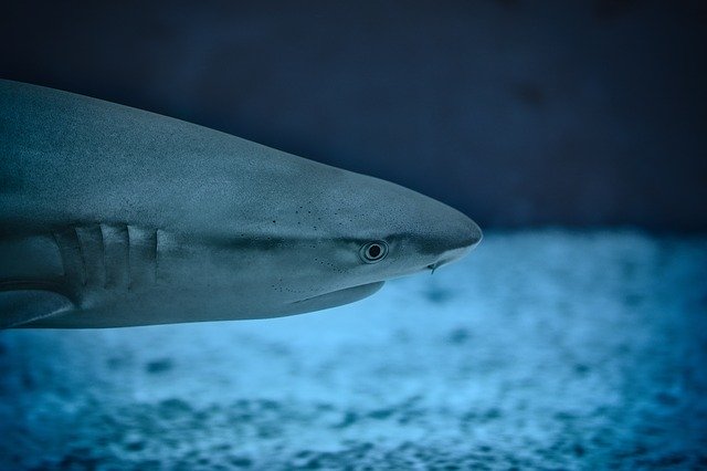 best sharks for saltwater aquarium