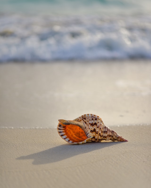 conch on beach