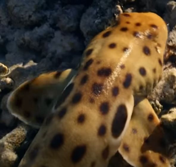 aquarium epaulette shark