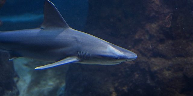 Best Sharks For Saltwater Tank - Salt Water Coral Tank