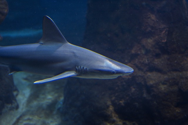 best sharks for saltwater tank