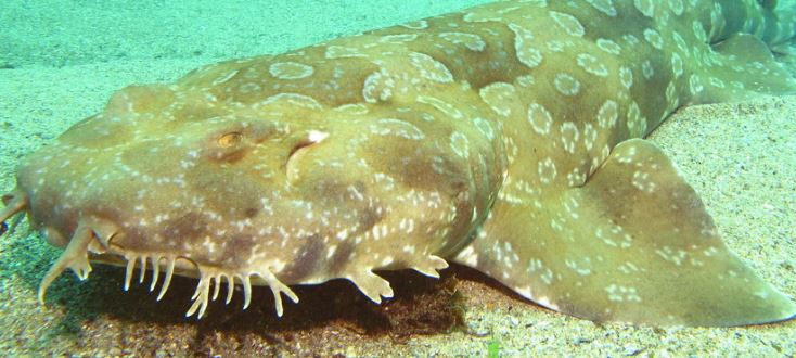 spotted_wobbegong_shark