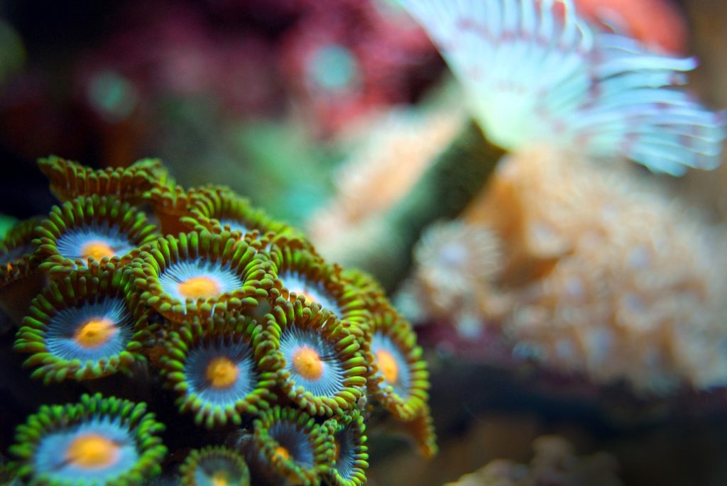 zoanthid coral care