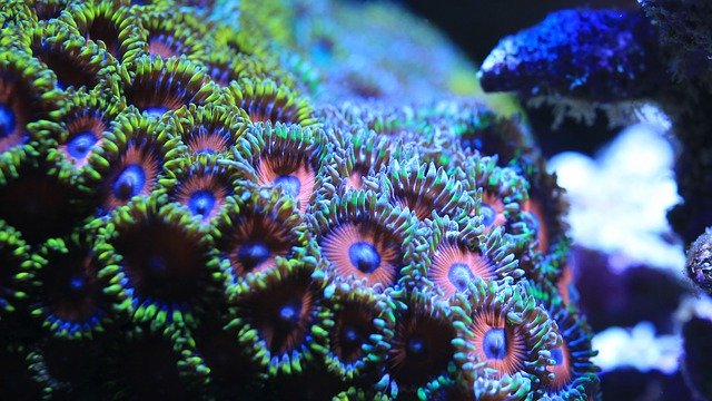 zoa coral care