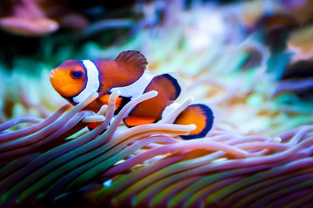 clownfish eating