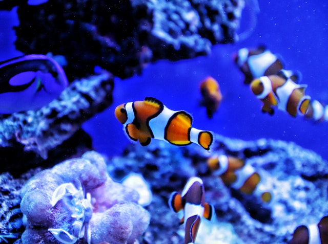 best pellet food for clownfish