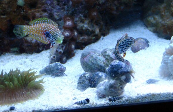 wrasse eat bristle worms