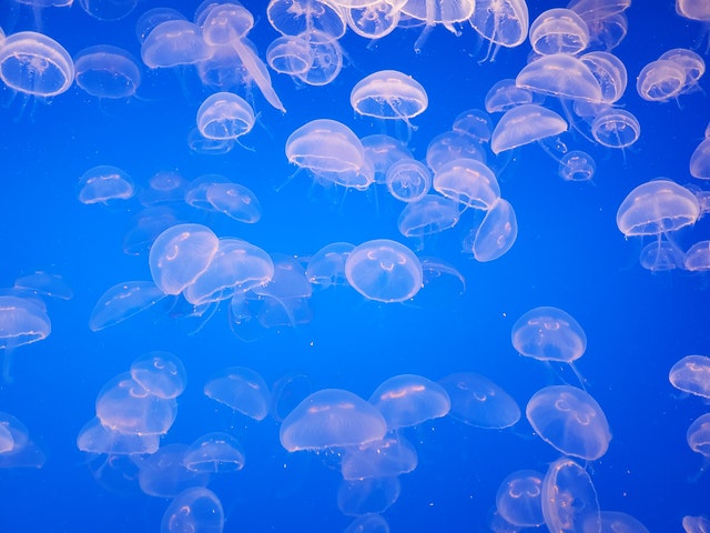 jellyfish eating