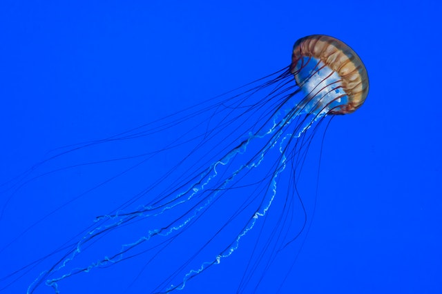 what do jellyfish eat