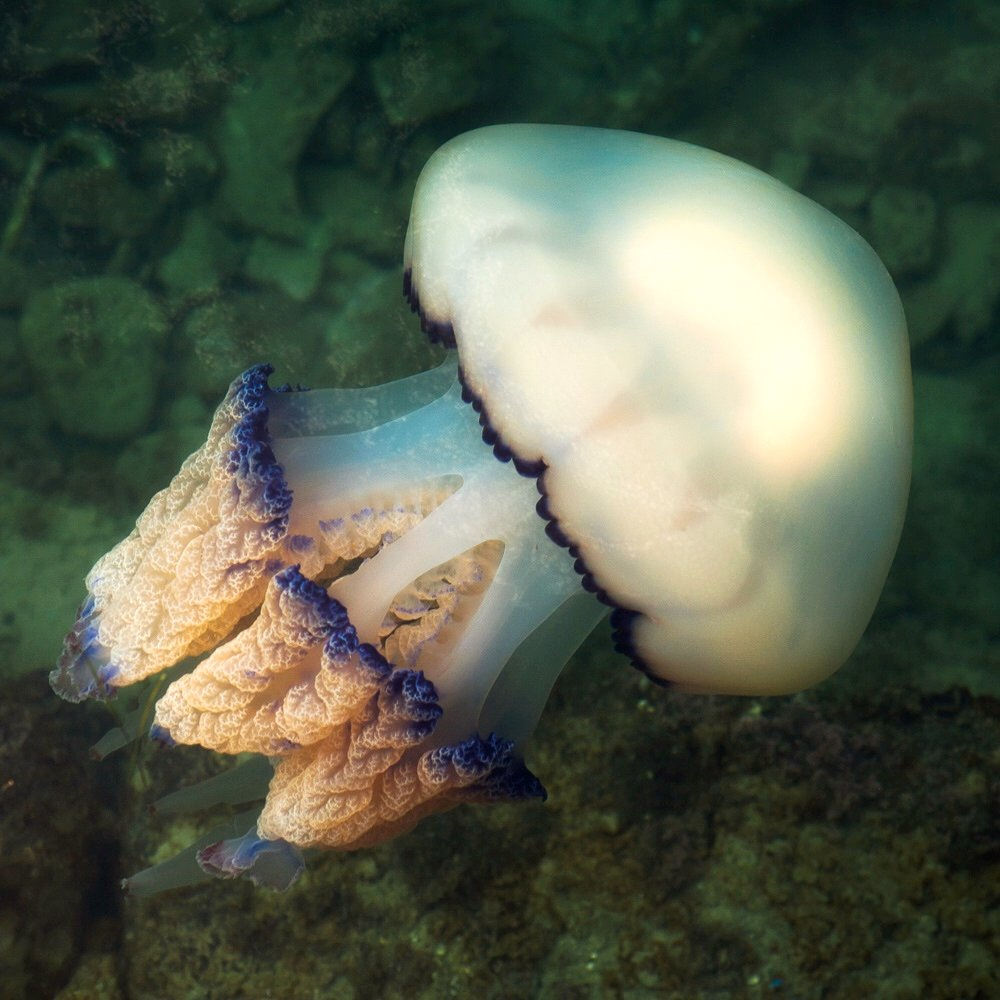 large Barrel jellyfish