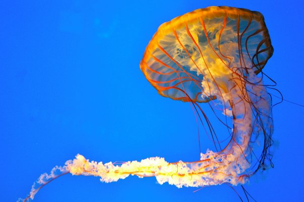 Pacific Sea Nettle