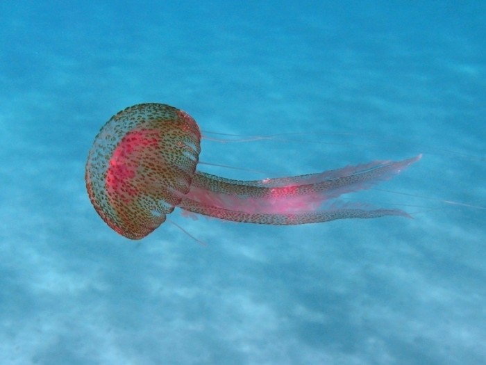 deadly mauve stinger jellyfish