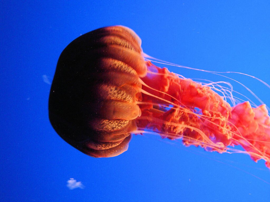 black sea nettle