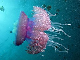 crown jellyfish