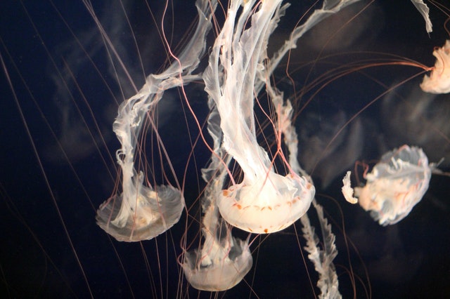 deadliest jellyfish