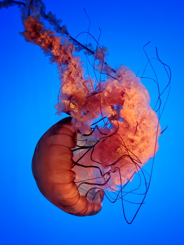 biggest jellyfish in the world