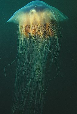 biggest jellyfish in the world