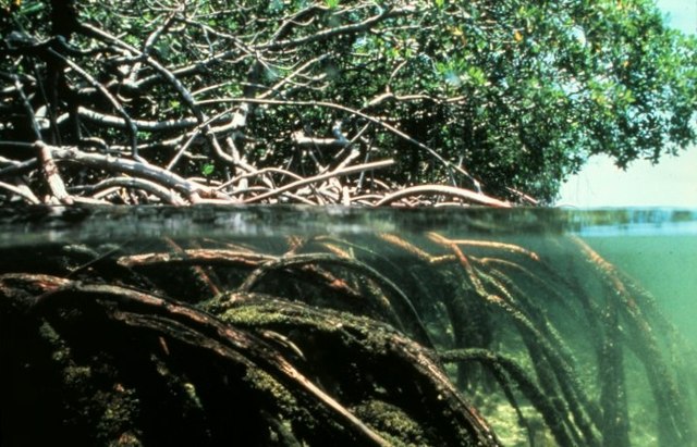 mangroves for box jellyfish