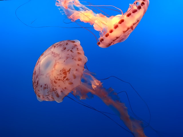 Jellyfish Facts And Questions - Salt Water Coral Tank