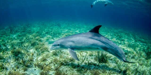 bottlenose-dolphin-adaptations-guide-salt-water-coral-tank