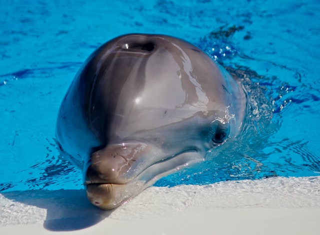 dolphin respiration in water