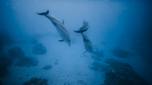 dolphins diving in the ocean