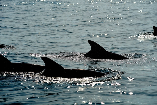 dolphins swimming in ocean