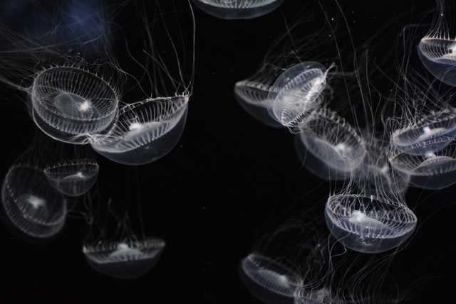 jellyfish facts