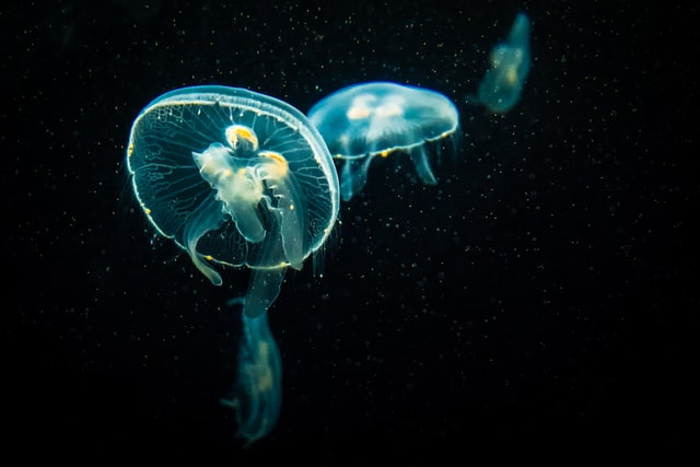 jellyfish facts