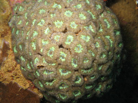 Blastomussa coral care