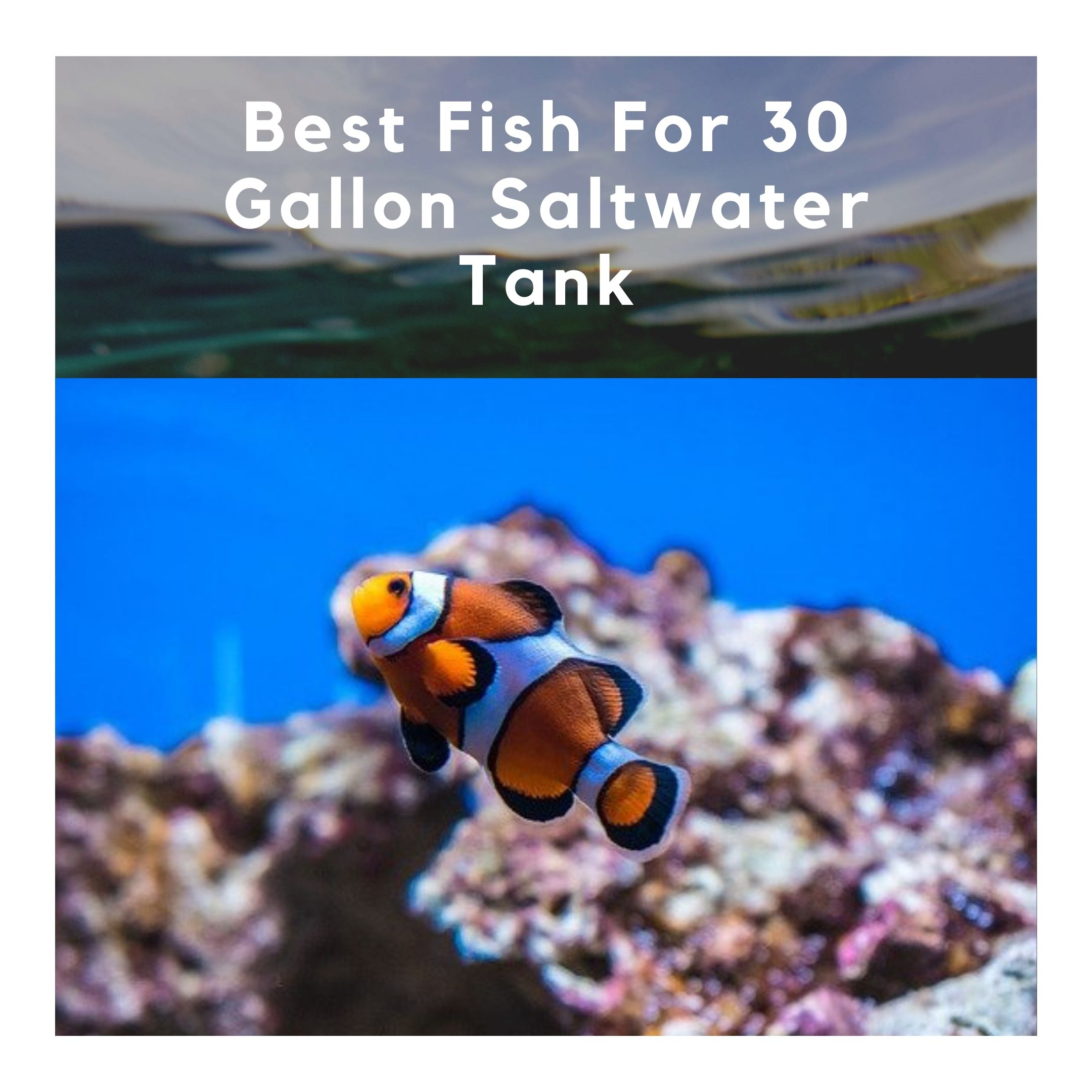 best fish for 30 gallon saltwater tank