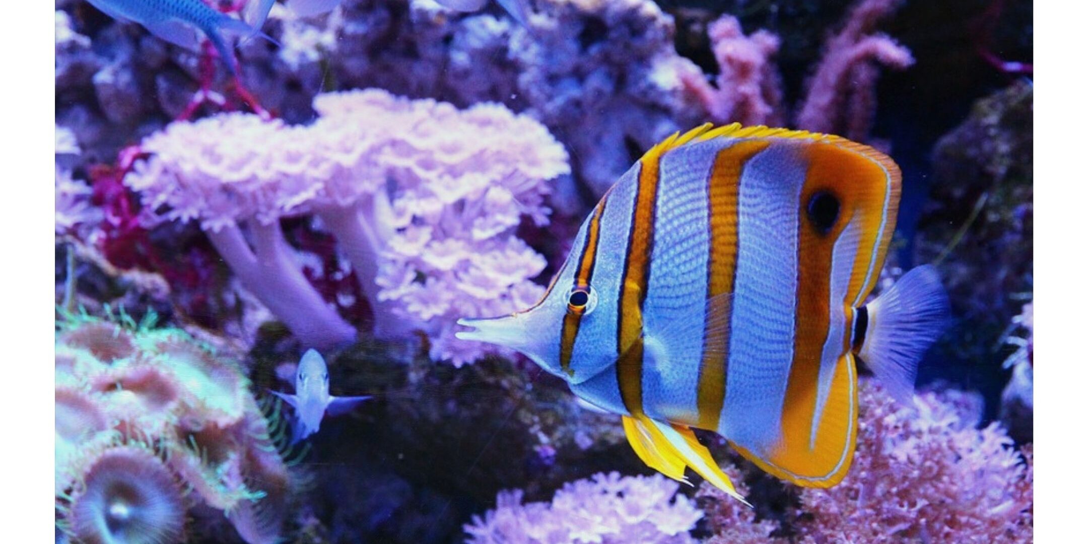 Best Schooling Fish For Saltwater Aquariums - Salt Water Coral Tank