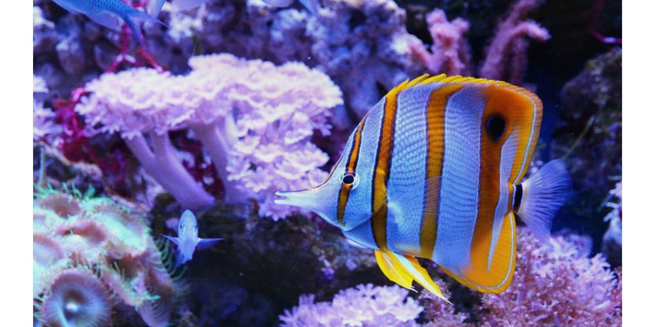 Saltwater Aquarium Fish For Sale Near Me