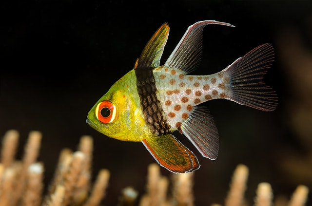 zebra saltwater fish