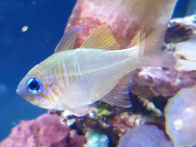 cardinalfish shoaling