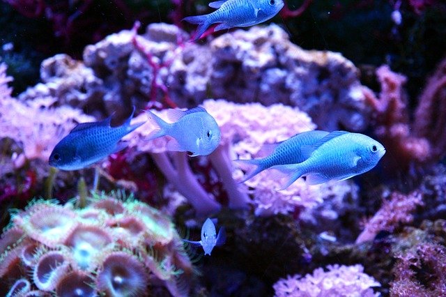 chromis saltwater fish