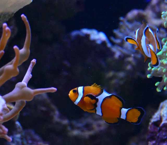 Clownfish in 30 gallon saltwater tank