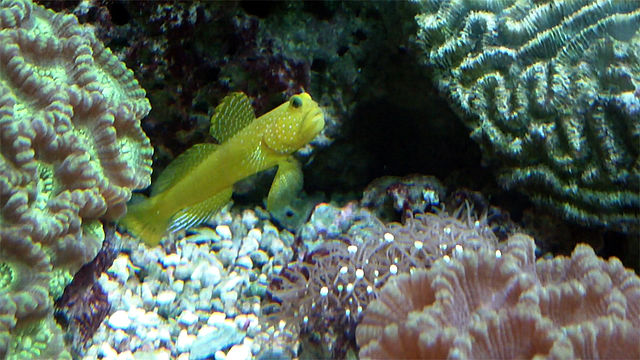 yellow watchman goby in aquarium