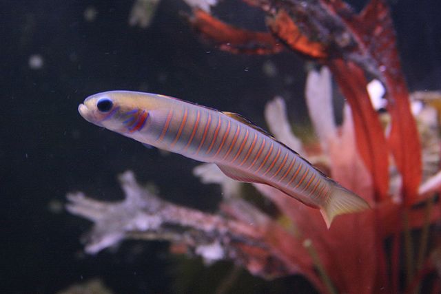 shoaling fish zebra dartfish