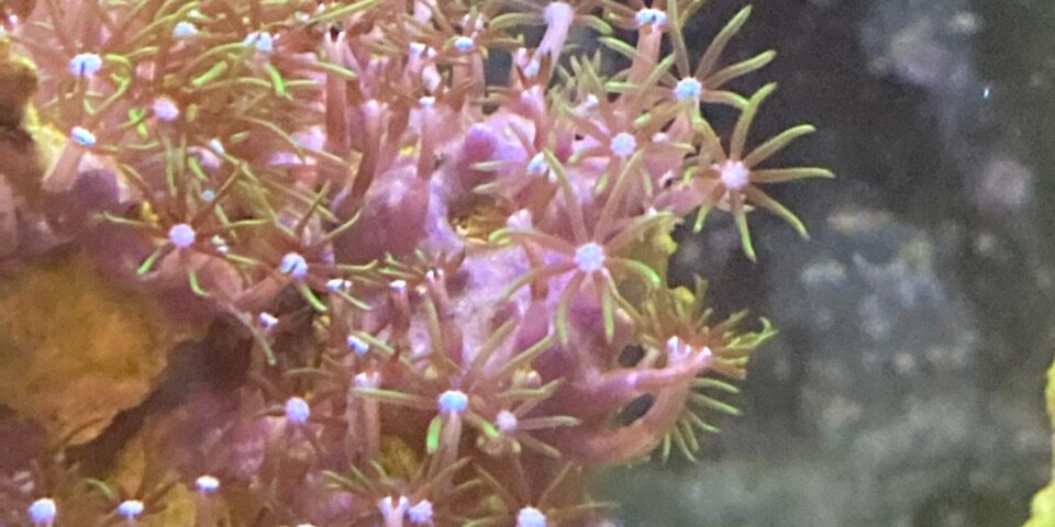 Green Star Polyps Closed And Not Opening - Salt Water Coral Tank