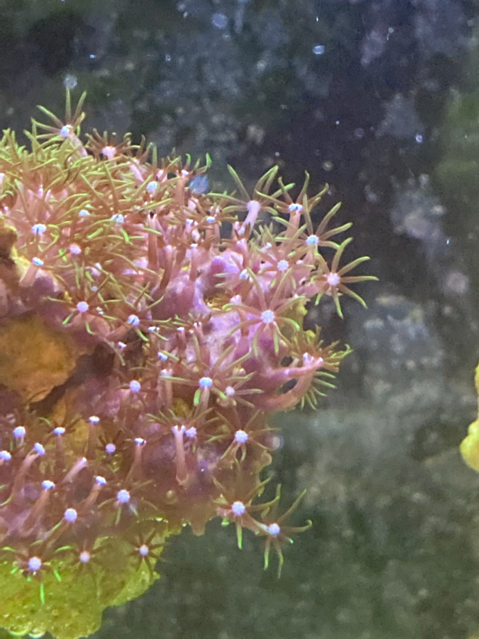 Green Star Polyps Closed And Not Opening - Salt Water Coral Tank