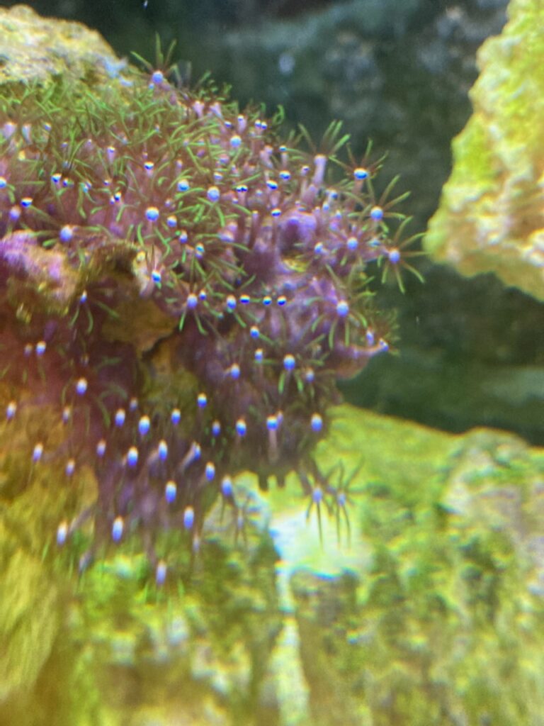 green star polyp coral fully open