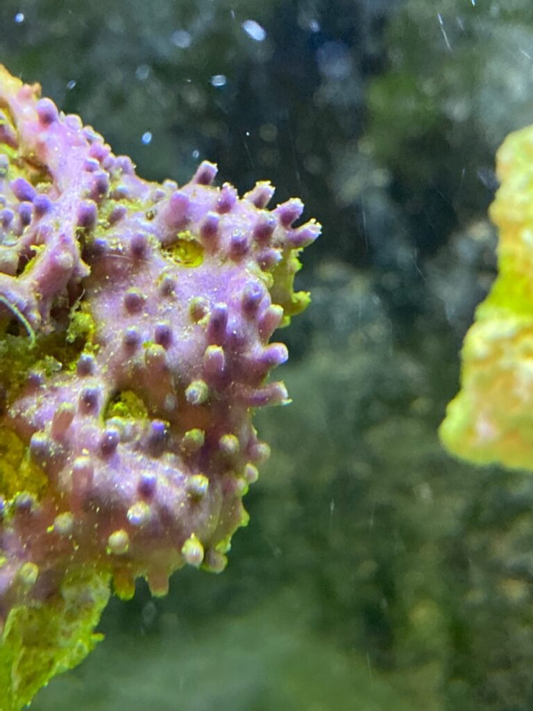 green star polyp that is closed