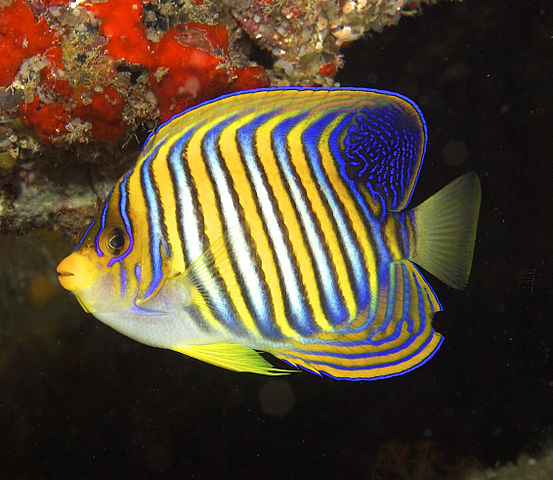 Regal Angelfish