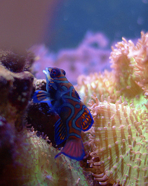 Red_Mandarin_Dragonet