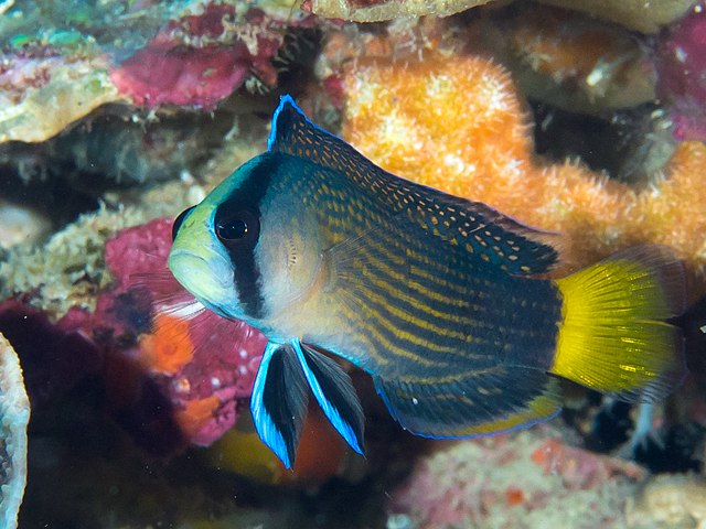 splendid dottyback