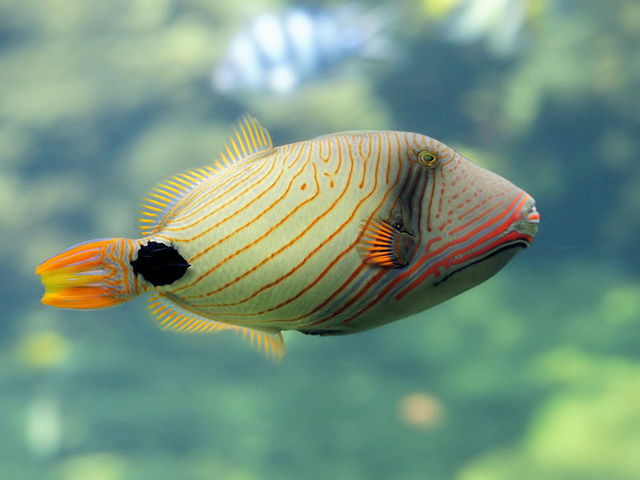 Triggerfish